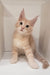 Grase-Frant | Maine Coon Kitten