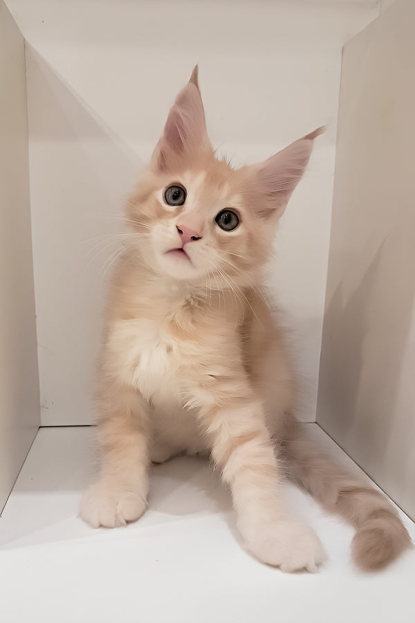 Grase-Frant | Maine Coon Kitten