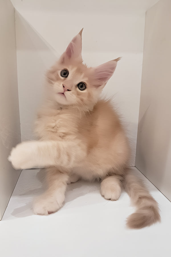 Grase-Frant | Maine Coon Kitten