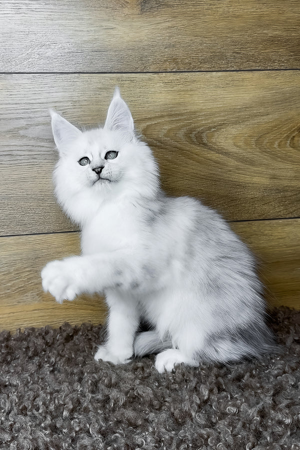 Halley | Maine Coon Kitten