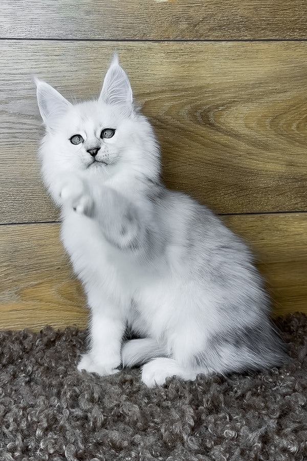 Halley | Maine Coon Kitten