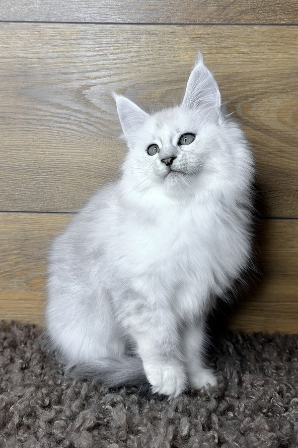 Halley | Maine Coon Kitten