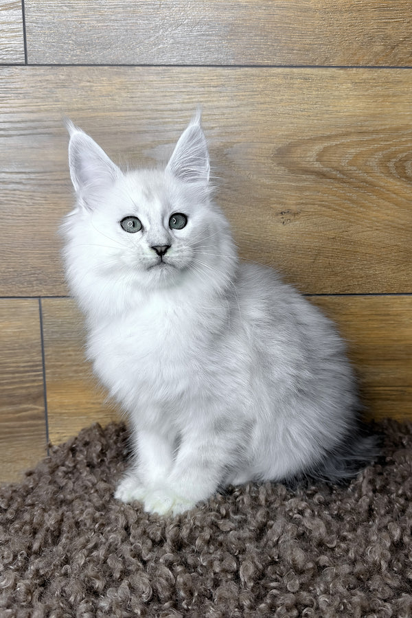Halley | Maine Coon Kitten