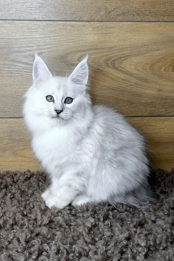 Halley | Maine Coon Kitten