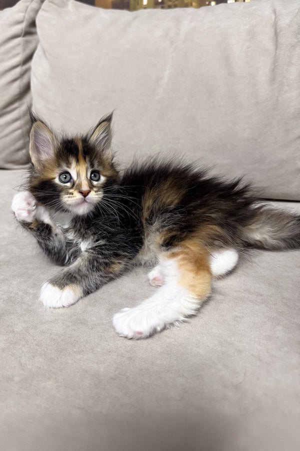 Hanna | Maine Coon Kitten