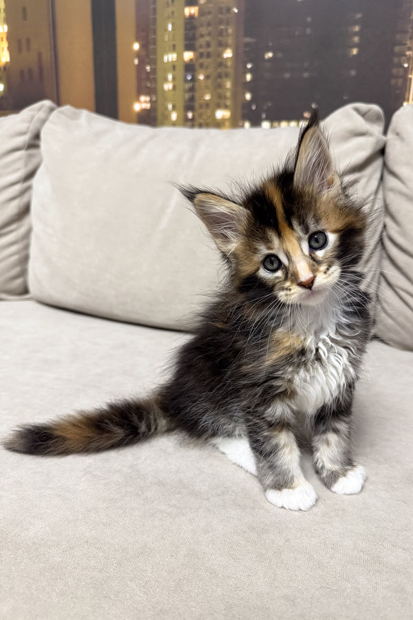 Hanna | Maine Coon Kitten