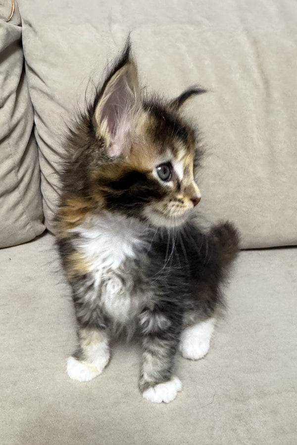 Hanna | Maine Coon Kitten