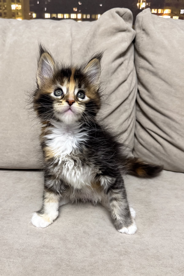 Hanna | Maine Coon Kitten