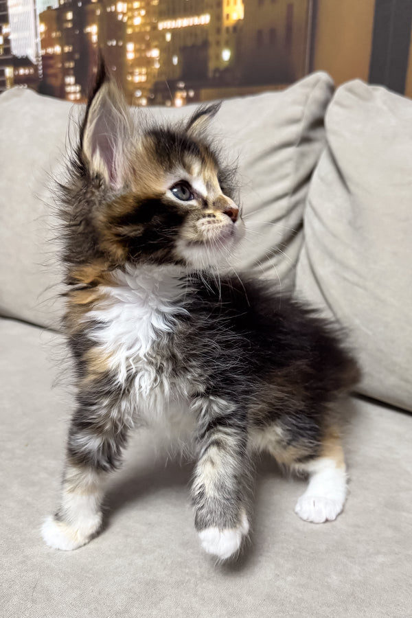 Hanna | Maine Coon Kitten