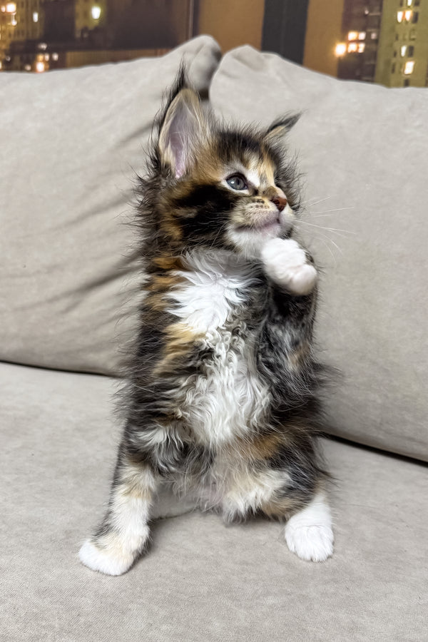 Hanna | Maine Coon Kitten