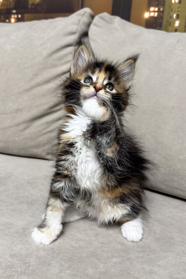 Hanna | Maine Coon Kitten