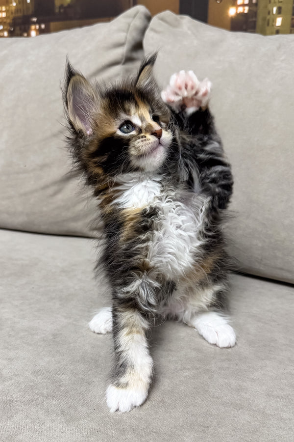 Hanna | Maine Coon Kitten