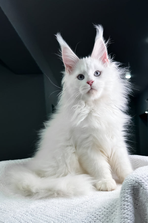 Harley | Maine Coon Kitten