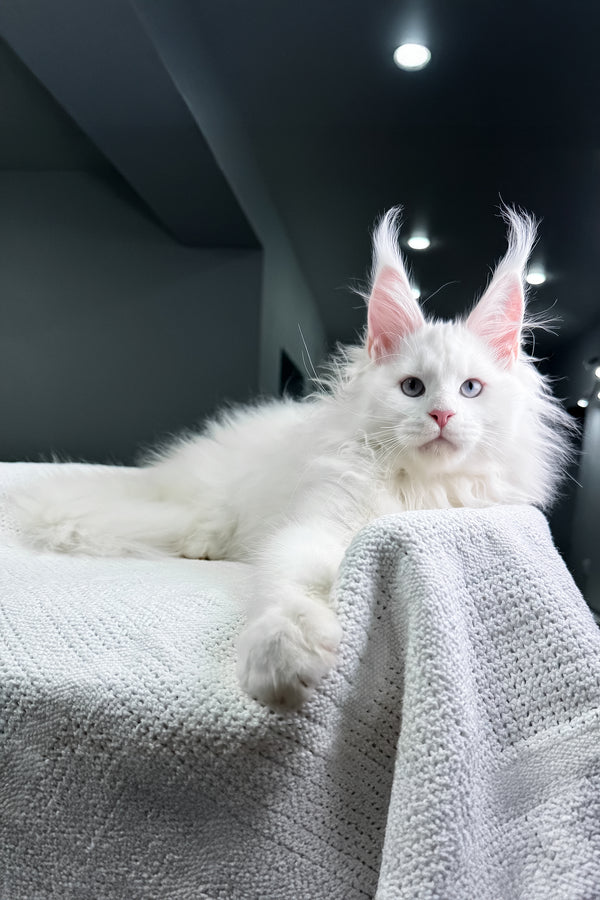 Harley | Maine Coon Kitten