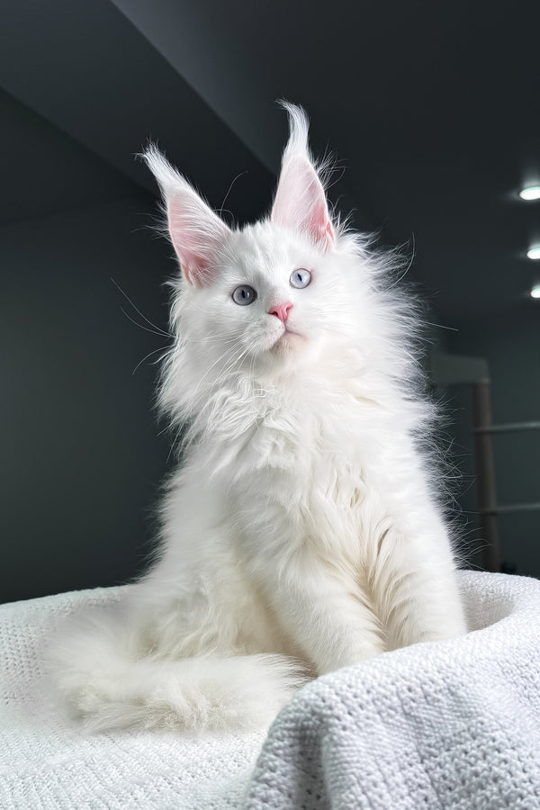 Harley | Maine Coon Kitten