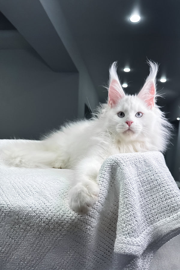 Harley | Maine Coon Kitten