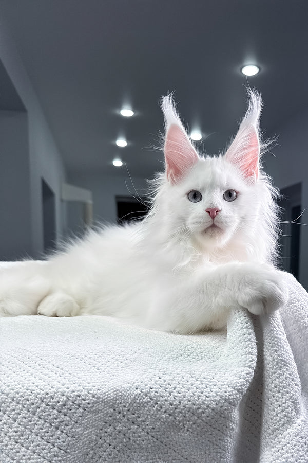 Harley | Maine Coon Kitten