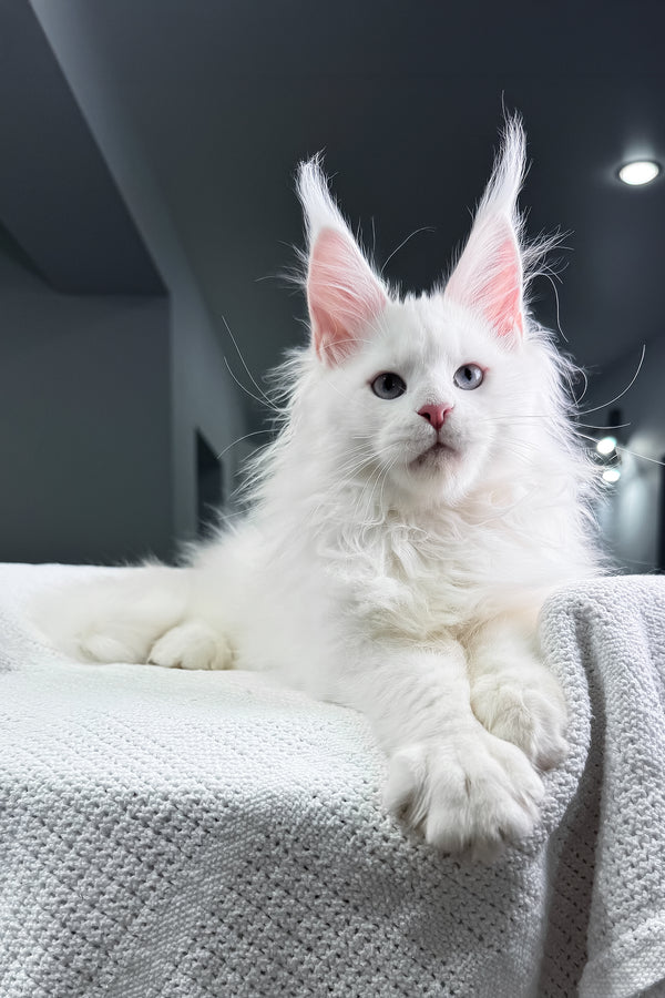 Harley | Maine Coon Kitten