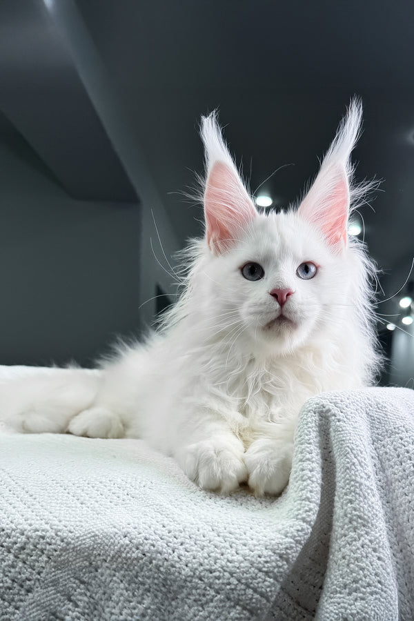 Harley | Maine Coon Kitten