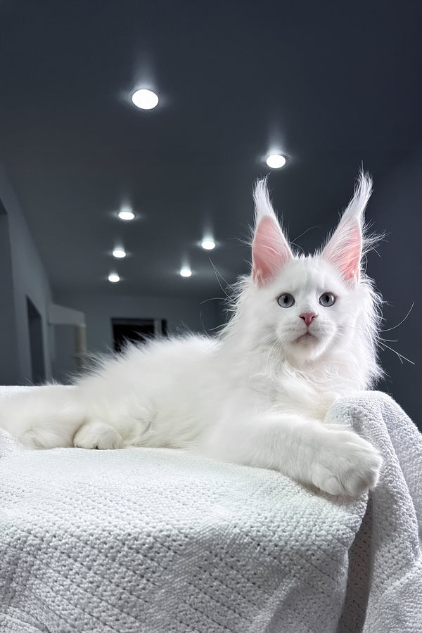 Harley | Maine Coon Kitten