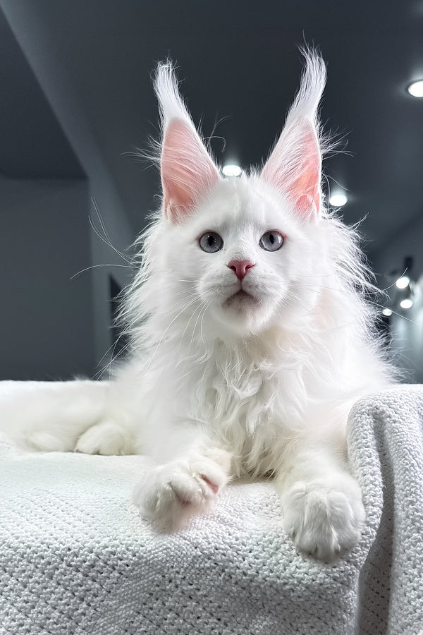 Harley | Maine Coon Kitten