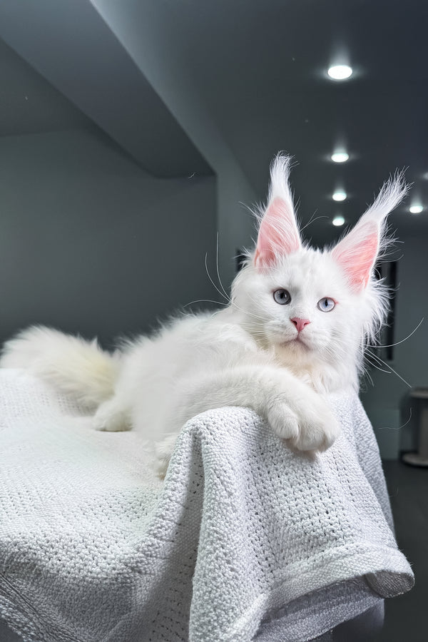 Harley | Maine Coon Kitten