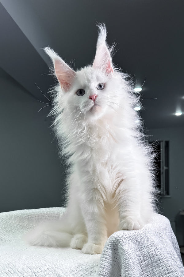 Harley | Maine Coon Kitten