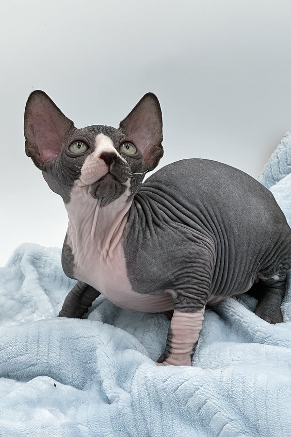 Huckelberry | Sphynx Kitten
