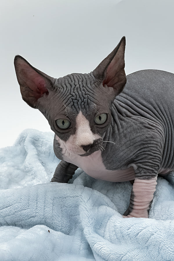 Huckelberry | Sphynx Kitten