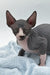 Huckelberry | Sphynx Kitten