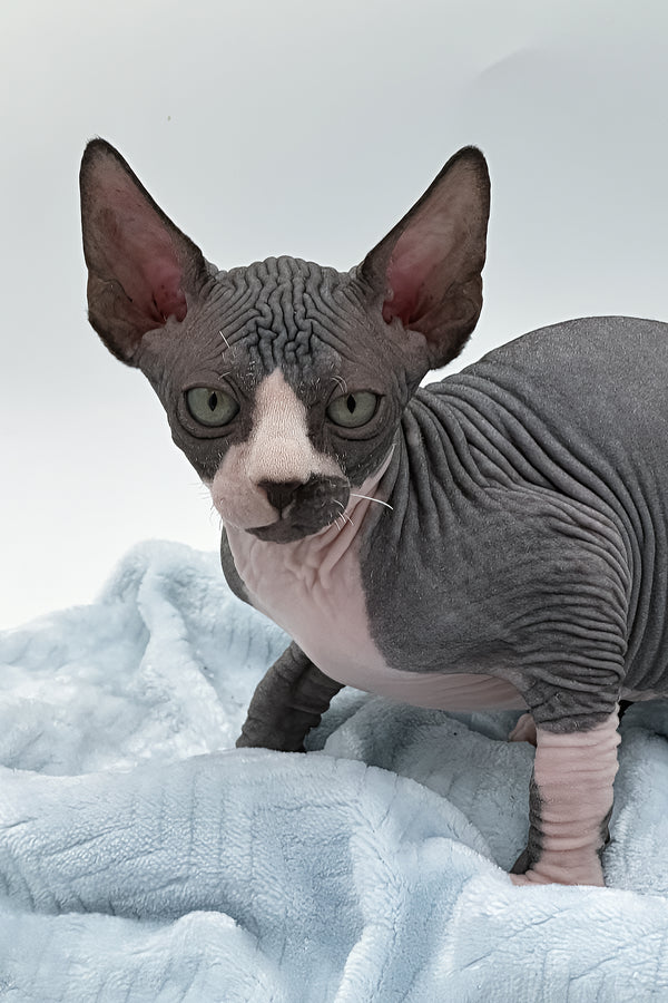 Huckelberry | Sphynx Kitten