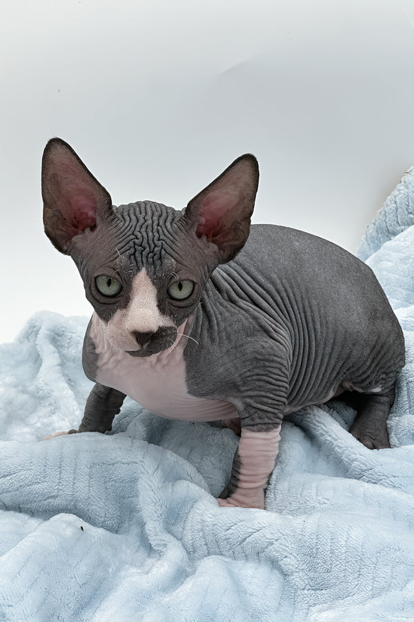 Huckelberry | Sphynx Kitten