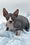 Huckelberry | Sphynx Kitten
