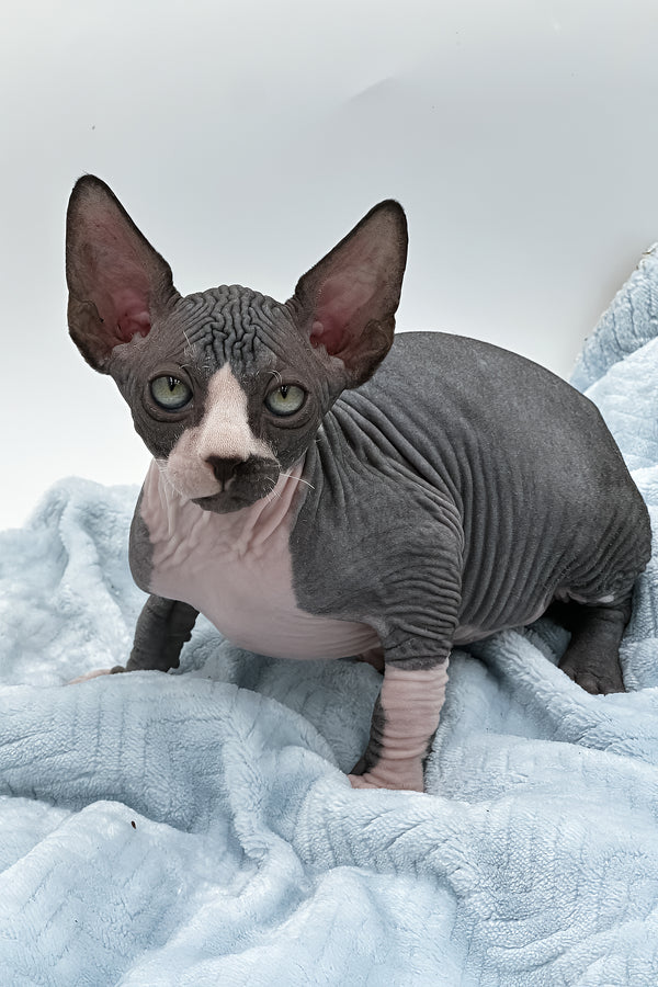 Huckelberry | Sphynx Kitten