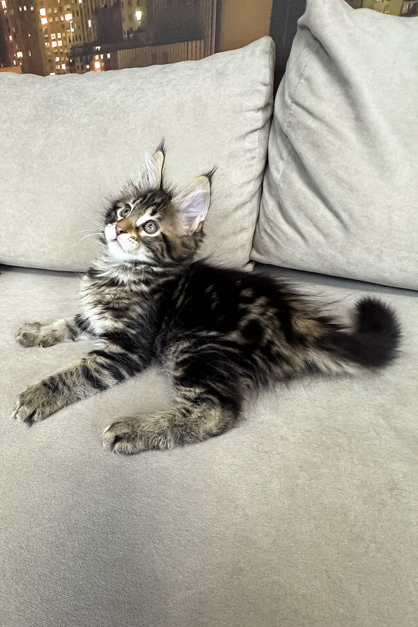 Hunter | Maine Coon Kitten