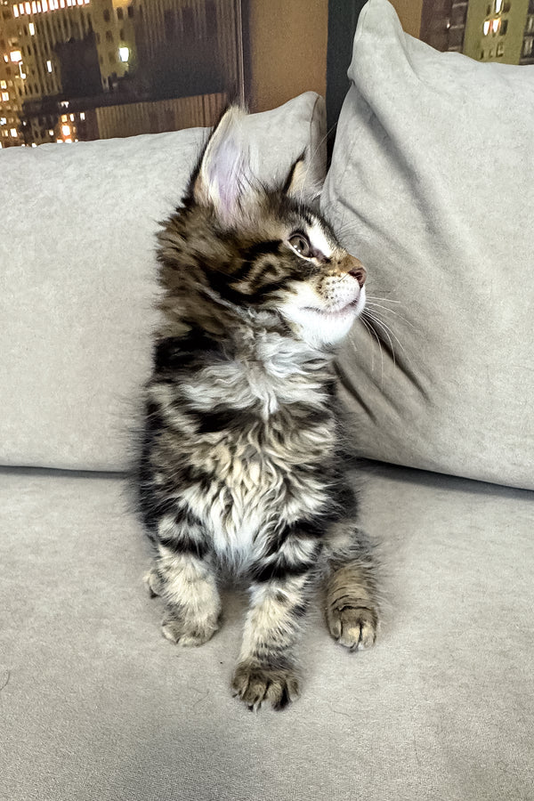 Hunter | Maine Coon Kitten