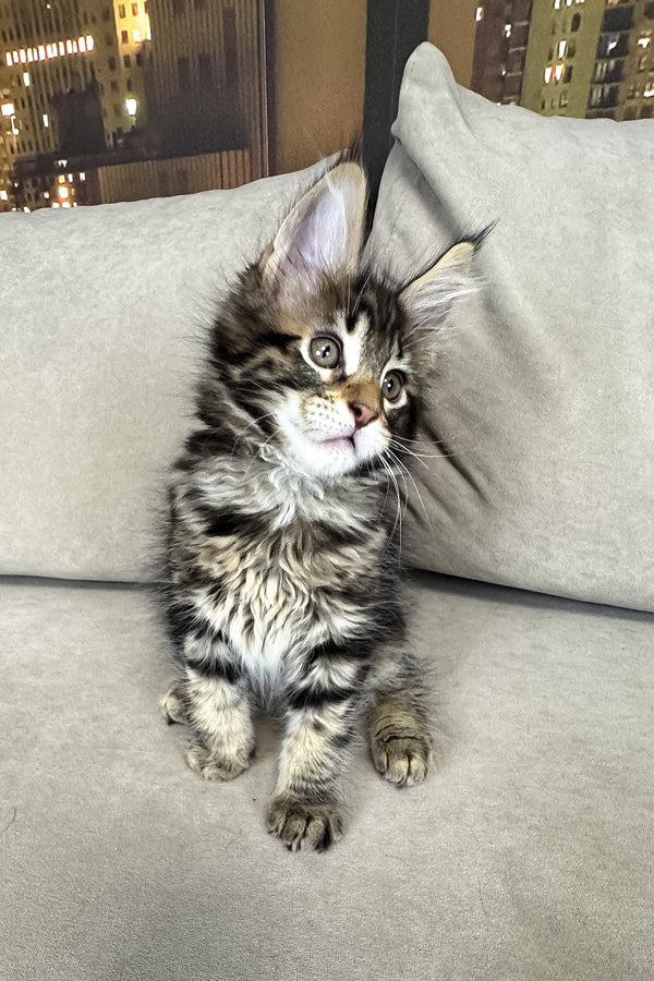 Hunter | Maine Coon Kitten