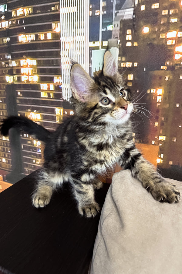 Hunter | Maine Coon Kitten