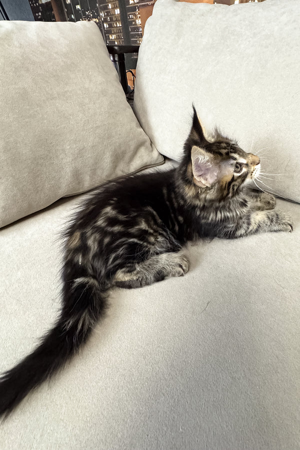 Hunter | Maine Coon Kitten