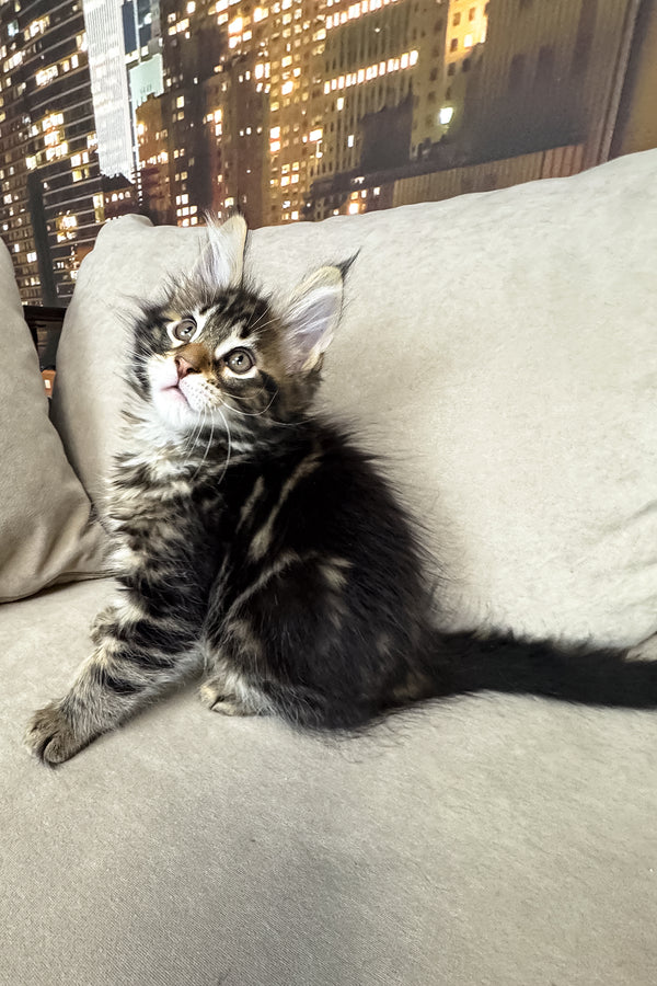 Hunter | Maine Coon Kitten