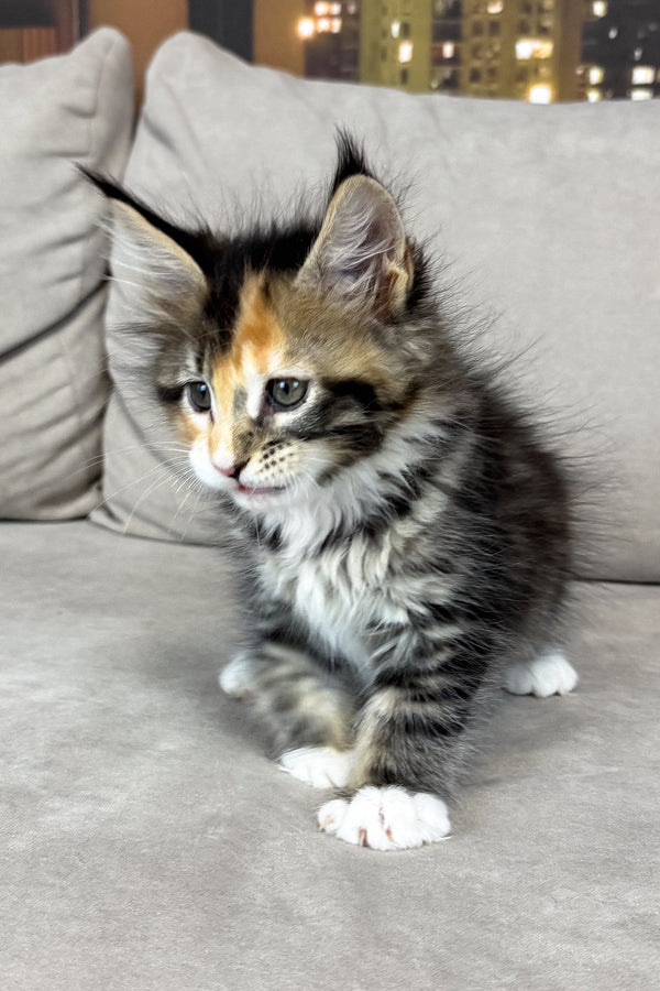 Indiana | Maine Coon Kitten