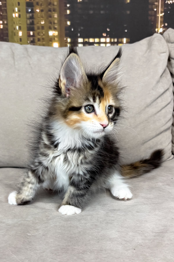 Indiana | Maine Coon Kitten