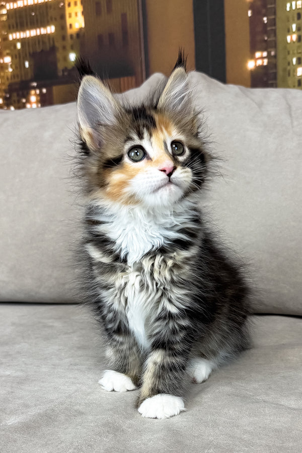 Indiana | Maine Coon Kitten