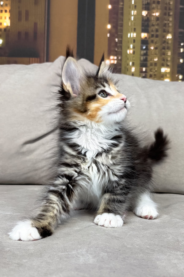 Indiana | Maine Coon Kitten
