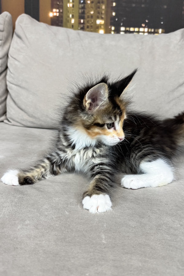 Indiana | Maine Coon Kitten