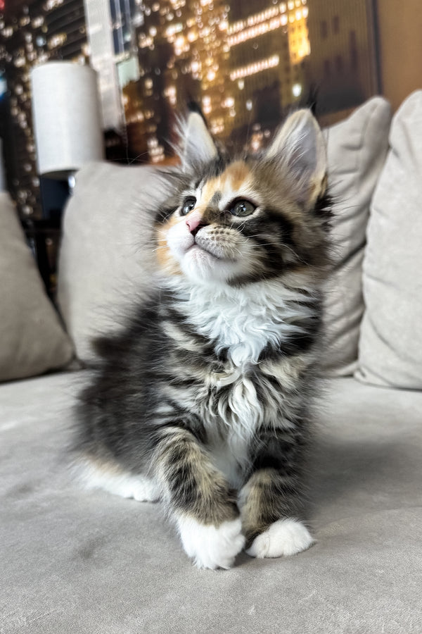 Indiana | Maine Coon Kitten