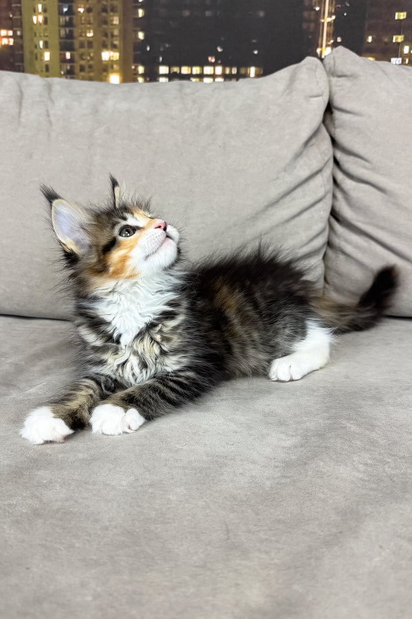 Indiana | Maine Coon Kitten