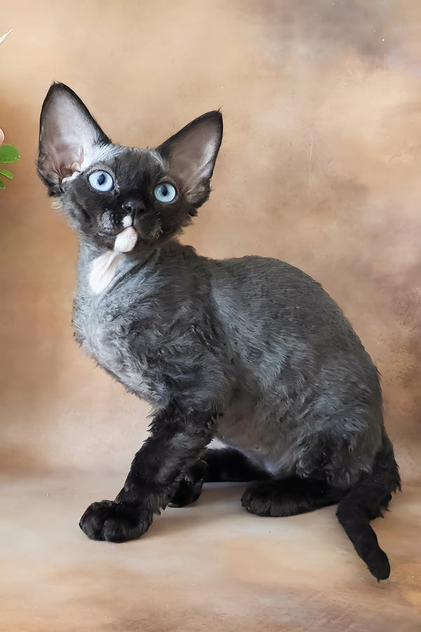 Indigo | Devon Rex Kitten
