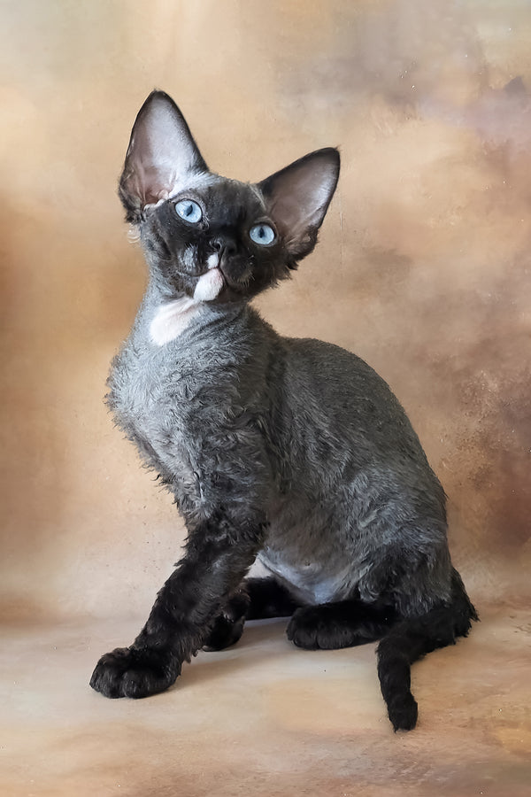 Indigo | Devon Rex Kitten