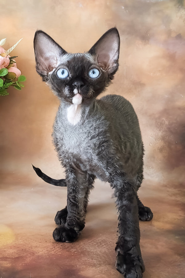 Indigo | Devon Rex Kitten